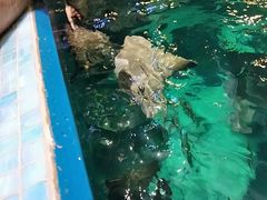 -瑞普利水族馆