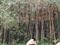 -广州长隆野生动物世界