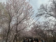 -桃花堤公园