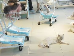 -怪兽屋·羊驼·猫咖·狗咖(俊华广场店)