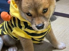-逗柴咖啡屋·狗咖猫咖宠物桌游