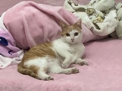 -天宠宠物医院24小时·急重症诊疗中心·全科·腔镜特色(和平分院)