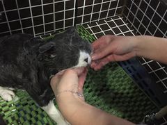-贵族宠物·宠物美容(三阳路店)