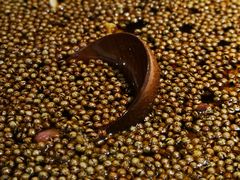 -胡马八破·川菜小馆(高新万达店)