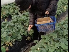 -小鱼草莓采摘园农家乐·小鱼餐厅