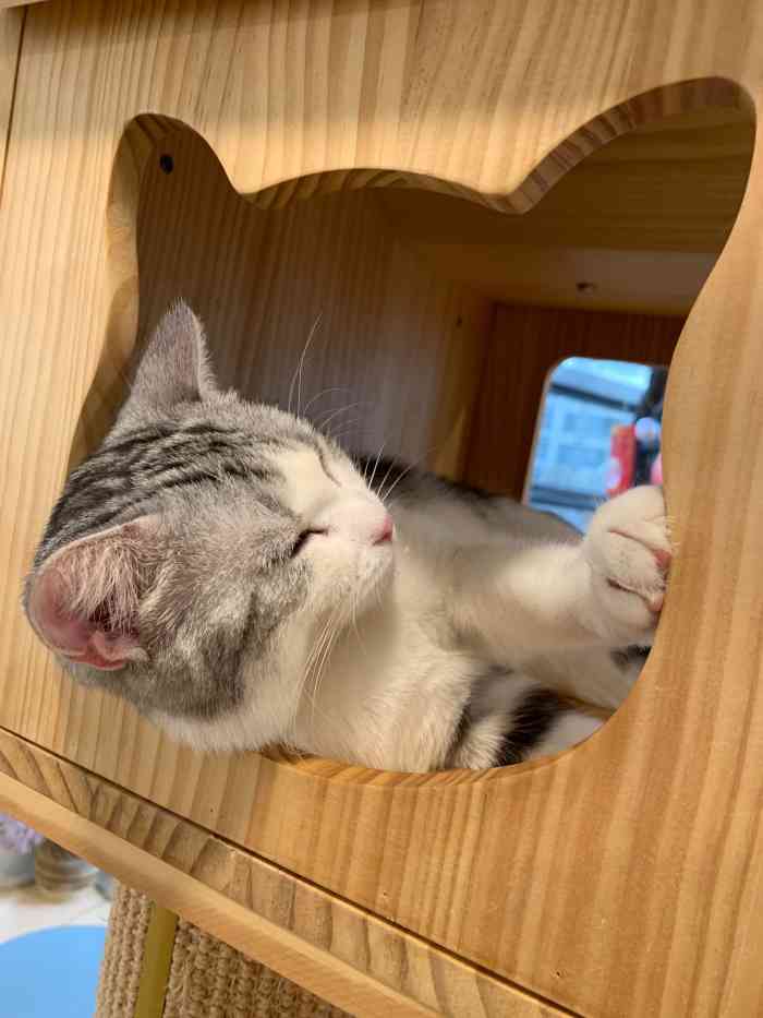 neko atsume猫舍(望京店)-"【项目】寄养 | 其他 | 乐园 7月1.