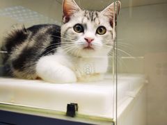 -lincat·猫舍(广州店)