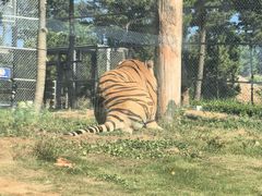 -西霞口神雕山野生动物世界