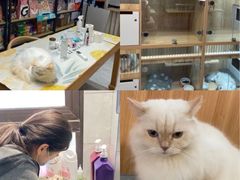 -山宅一喵德文卷毛猫舍