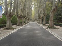 -紫金山山顶公园