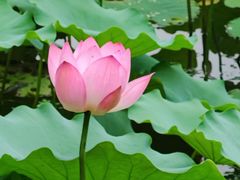 -荔湾湖公园