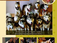 -Husky Go! 哈士奇体验馆·宠物咖啡厅狗咖