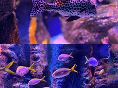 -海合安成都极地海洋公园