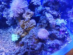 -芜湖新华联大白鲸海洋公园