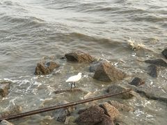-深圳湾公园(南山区)