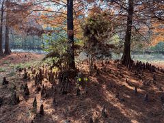 -溱湖国家湿地公园