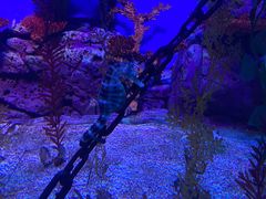 -上海海洋水族馆