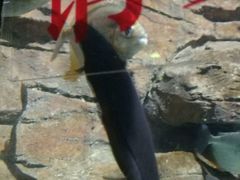 黑魔鬼-多彩贵州城极地海洋世界