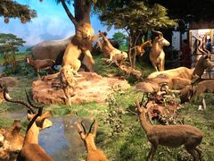 -国家自然博物馆