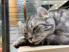 -藏猫猫咖啡主题馆(中央大道店)
