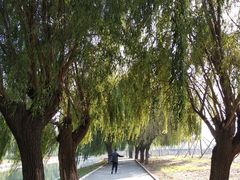 -丁香湖公园