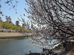 -桃花堤公园