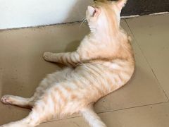 -胡椒猪肚汤(康王店)
