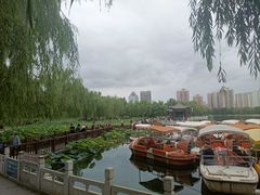 -莲花池公园