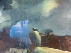 -海合安成都极地海洋公园