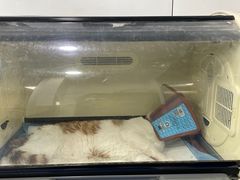 -美联众合动物医院(·中兽医·疑难杂症·严家桥分院)