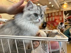 -Let's go狗咖·猫咖·奶狗·桌游(春熙路IFS店)