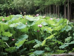 -陈家山荷花公园