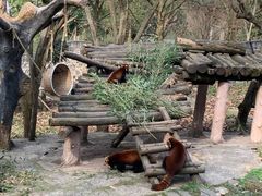 -都江堰中华大熊猫苑