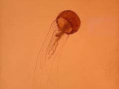 -沈阳海洋探索中心