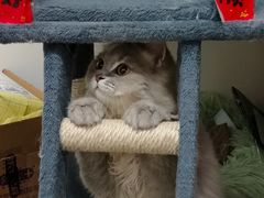 -屋虎猫馆(宝安大仟里店)