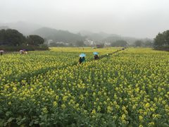 -红山村