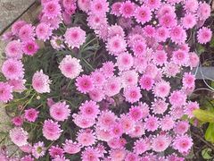 -荷兰花海