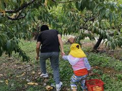 -樂桃源奉贤黄桃种植采摘基地