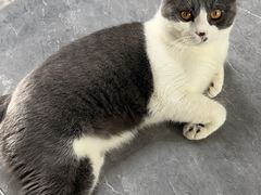 -伟伟宠物医院·CT影像中心·瑞派犬猫综合性门诊(汉口总院)