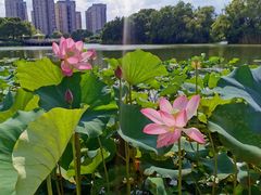 -新江湾城公园
