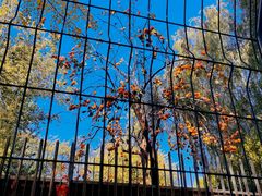 -三里屯东五街银杏大道