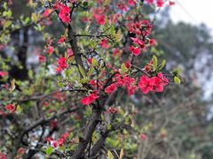 -铁山坪森林公园