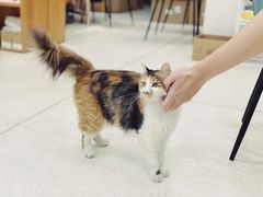-玫瑰咖啡(中山六路店)
