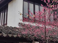 -八大山人梅湖景区
