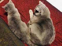 -瑞鹏宠物医院·爱宠堂·骨外专科(西荷分院)