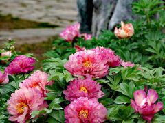 -国家植物园南园