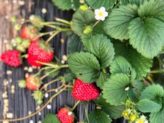 -星巴克(保定华创广场店)