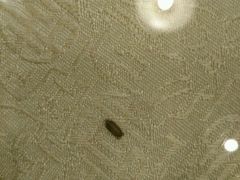 -江宁会馆(劈柴院店)