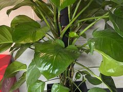 -云川台球(马甸店)