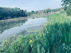 -白鹭湾湿地公园